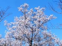 京都府立植物園 花が満彩･･･