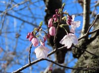 野川の桜、オカメザクラかな、ハナニラ