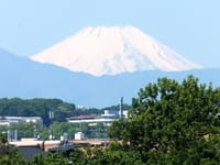 ママチャリで、神代植物公園に行った午前の動き。写真は、富士山、電通大の学食