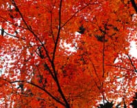 雨を避けて一路北に、今季最高の紅葉との出逢いに…埼玉県/川越《美しき世界》