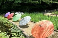 徳川園　花菖蒲と和傘のコラボ