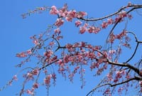 写真３枚は、桜、らしょうもんかずら、くさのおう