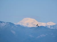 カンヒザクラ、カタクリ、雪山見ました❗ー今朝の散歩