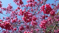大仙公園の桜の花（２０２３年３月１５日）LUMIX DC S5