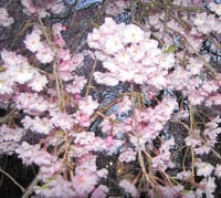 別所温泉へいったら、しだれ桜が咲いていました。4/16