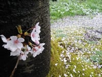 楽しみは 桜散り初め花筵  風情味わい 眺めやる時