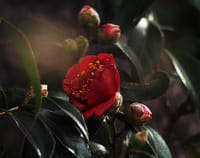 旅のお土産は、当然の春の花たち：半田の黒椿の見事さ!!