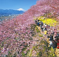 早春の桜を愛でる「まつだ桜まつり」と足柄の古刹「大雄山最乗寺」の散策～