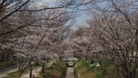 交野八景「妙見の観桜」