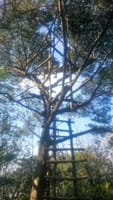 木の上の展望台完成　【里山を楽しむ！】