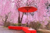本当にすごい！！　枝垂桜三昧！！　数千本の枝垂れ桜に囲まれましょう！！　翌日は伊勢志摩・英虞湾で