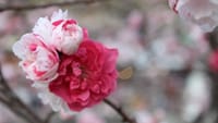 阿智「花桃の里」/飯島「千人塚公園の桜」撮影会