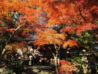 鎌倉紅葉散策：まずは鎌倉宮をめざし覚園寺へさらに瑞泉寺へ