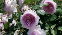和泉リサイクル環境公園の薔薇の花（２０２３年５月１１日）LUMIX DC S5
