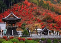 今年の紅葉は虎渓山永保寺で決まり！おもてなしも楽しむ！