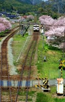 電車と桜の連日撮影