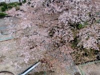 ◆　撮り納めの今年の桜