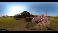 大仙公園の枝垂桜２⃣　５Ｋ３６０度動画（２０２１年３月２６日）