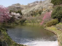 <行き先変更します＞松田山みどりの風自然遊歩道ハイキングと枝垂桜の花見⇒高取山～聖峰