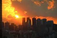 写真は、日没の新宿高層ビル群、薬医門公園のロウバイ、白梅