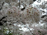 4.2　五条川の桜
