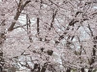 茶会と桜を観る会🎶🙏
