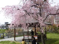 小寺池の桜