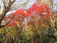 名残の秋を楽しもう、六国見山と鎌倉社寺めぐり