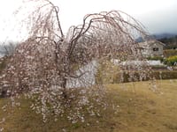 第２３２４話　枝垂れ桜が八分咲き