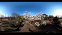 大仙公園のハクモクレン　５Ｋ３６０度動画（２０２１年３月７日） VR映像なので色んな角度から景色が見られます。