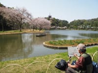 三渓園の桜2021