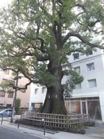 東京の巨樹探訪　２４