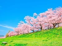 八幡背割堤桜🌸お花見🌸🍶✨