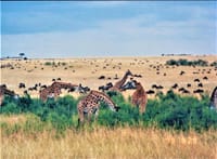 キリンやヌーがウジャウジャ！1999年8月のケニア