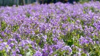 和泉リサイクル環境公園のムラサキハナナ・紫花菜（２０２０年３月２０日）
