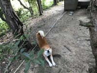 柴犬シバオの自動散歩システムを作ってみた