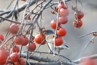 熟した渋柿を啄む野鳥