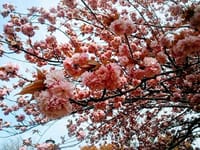 断捨離は千里の道も一歩から、八重桜の隠れた名所…　4月15日～16日　　