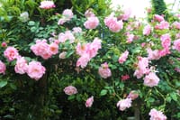 薔薇が咲き誇る大磯・吉田 茂邸に行きました