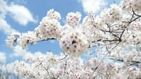 大仙公園の桜（２０２２年４月４日）LUMIX DMC FZ1000