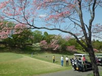 ＜３／２９＞　この激安！　満開の桜・・・美味しい食事・・・楽しいゴルフ・・・春ゴルフ・・・「埼玉国際ゴルフ俱楽部」