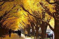 ☆都内紅葉散策 神宮外苑いちょう並木＆絵画館～六本木まで歩きましょう　