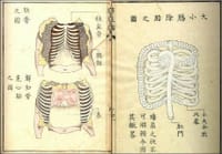 山脇東洋。初の人体解剖