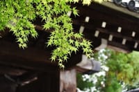 !中止！ 6/11 R★☆～【青もみじの京都へ、Art & グルメ堪能の旅】～