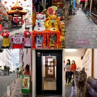 『神戸南京町の猫カフェと…』その2😺