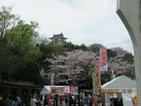 家康の４つの城と満開の桜を見てきました。