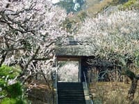 梅の花　にほふ春べは。。。。梅の香りに誘われて鎌倉。