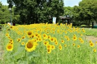 戸田川緑地公園 ”ひまわり” が見ごろ近しときき出掛けてきました🌻🌻
