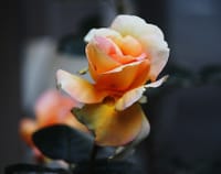 美しさよりもぐっと個性的魅力で春薔薇の競演です!!