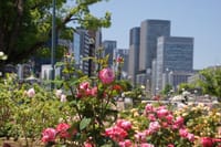 大阪・中之島公園のバラ